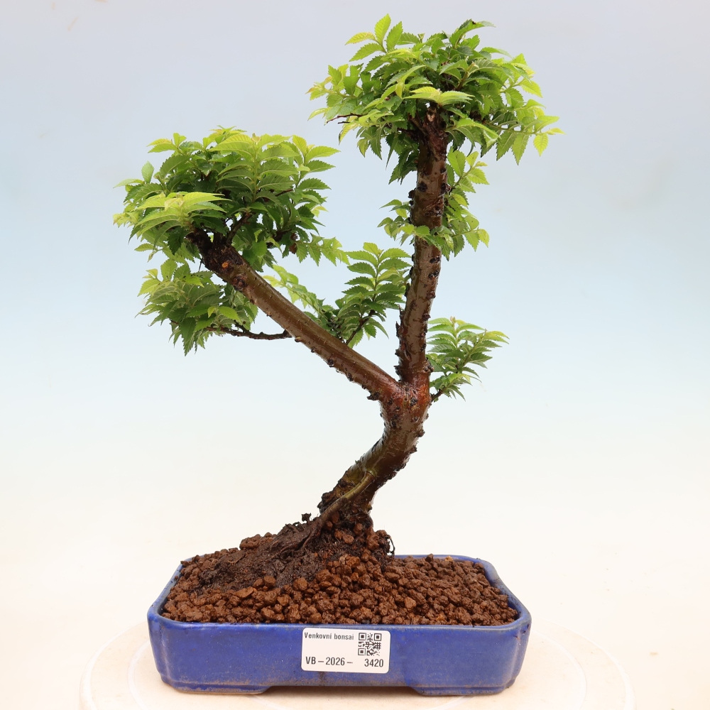 Buitenbonsai - Ulmus Jacqueline Hillier - Prachtige iep