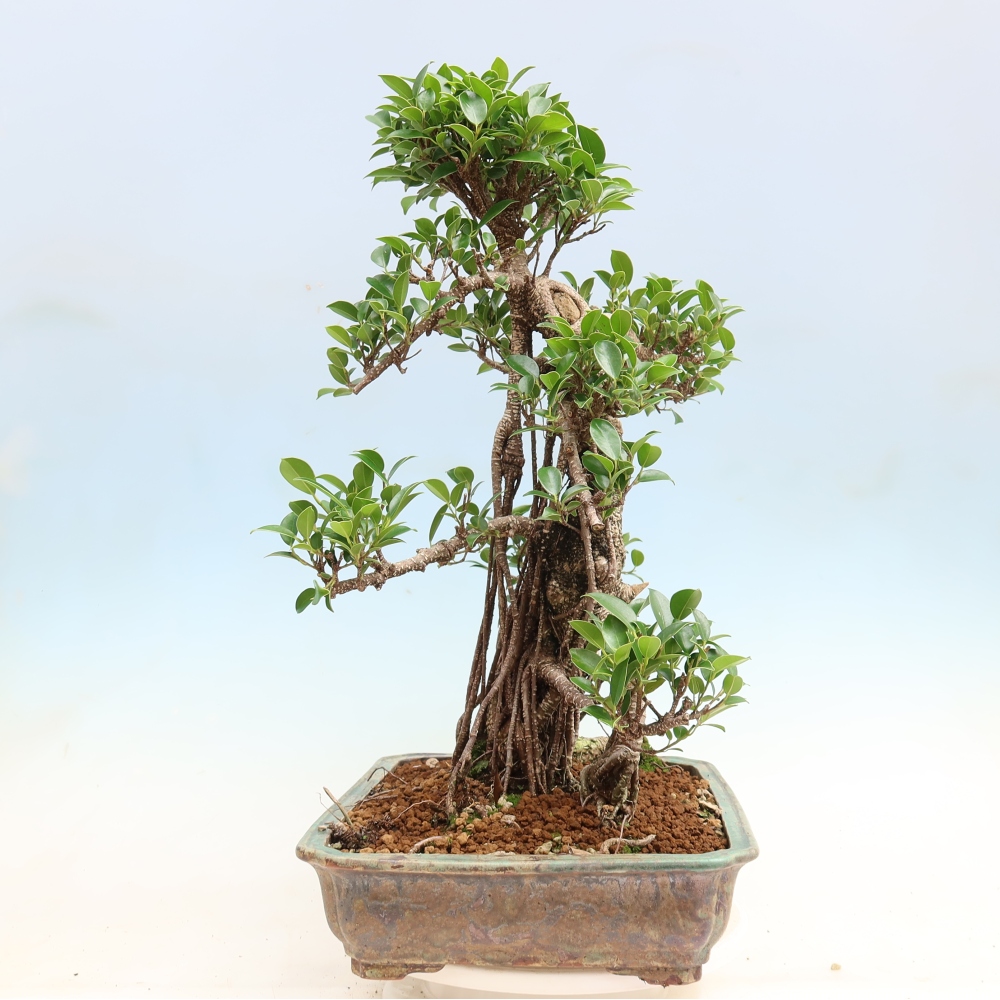 Kamerbonsai - Ficus kimmen - kleinbladige ficus