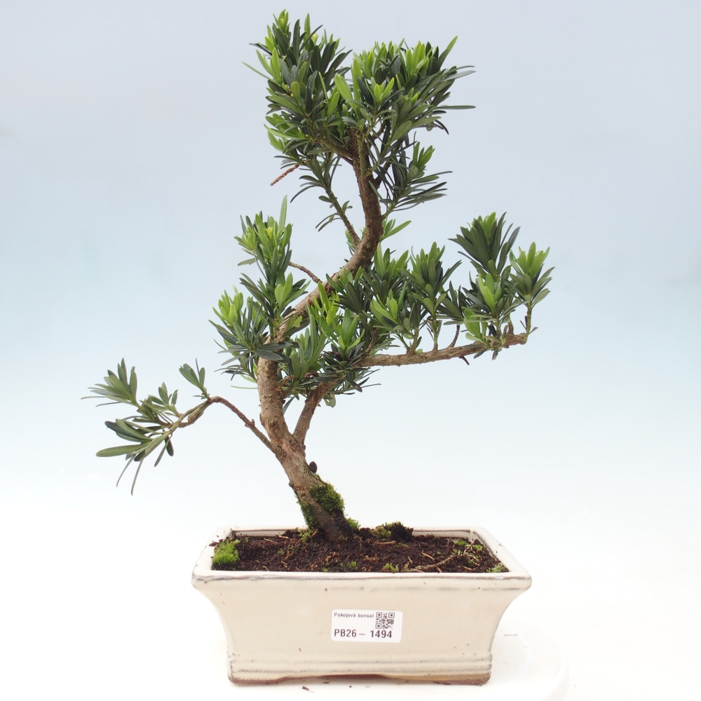 Kamerbonsai - Podocarpus - Taxus
