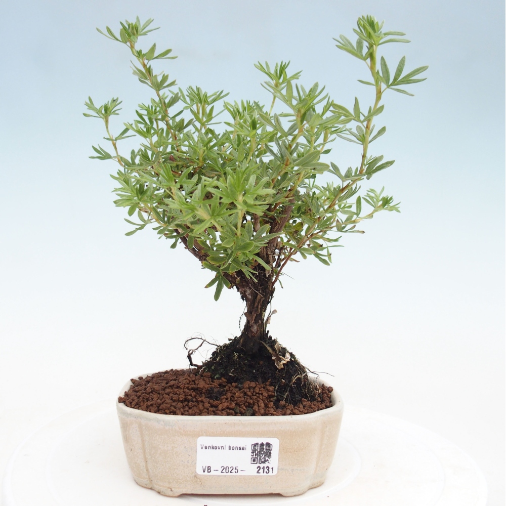 Bonsai voor buiten - Potentila fruticosa gele vogel