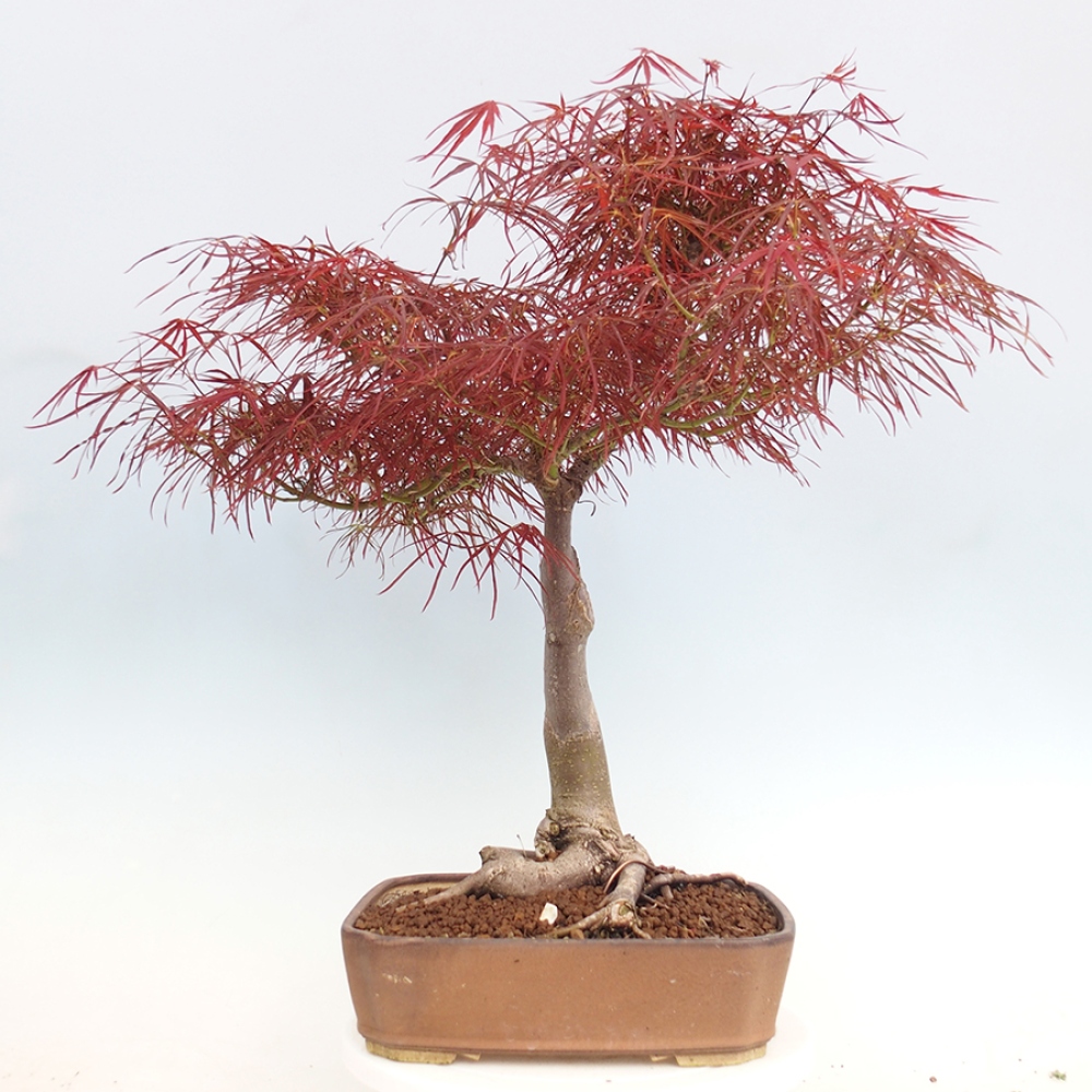 Bonsai voor buiten - Acer palmatum RED PYGMY