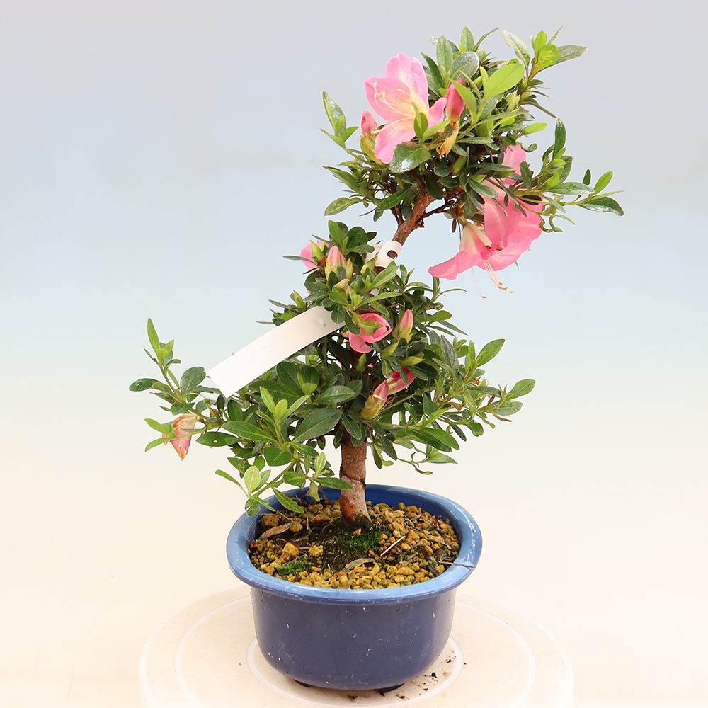 Bonsai voor buiten - Japanse Azalea - Azalea Santoka