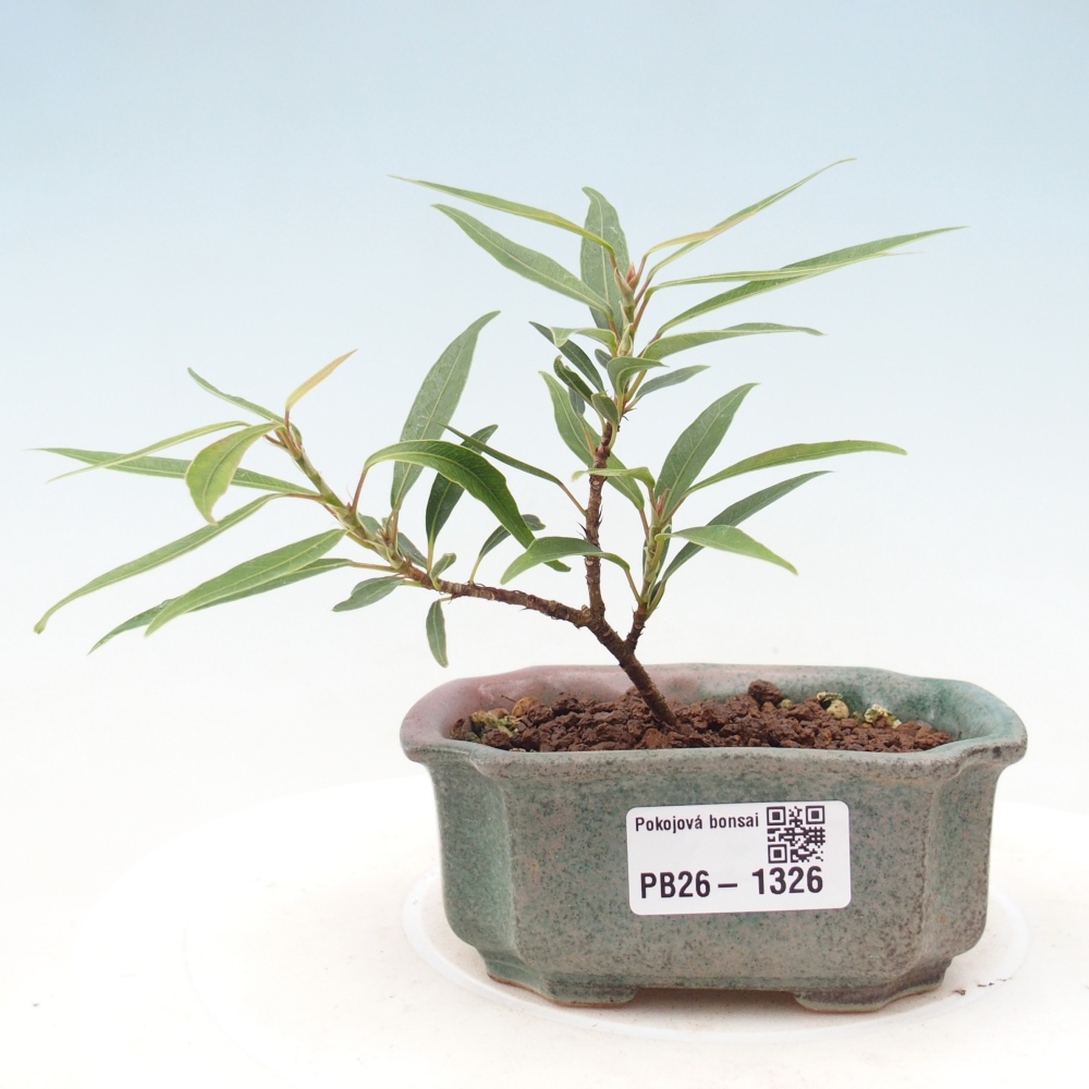 Kamerbonsai - Ficus nerifolia - kleinbladige ficus