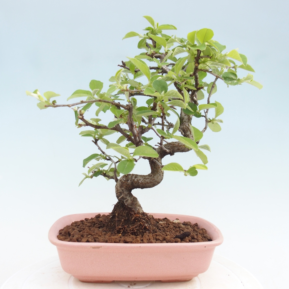 Bonsai voor buiten - Chaneomeles chinensis