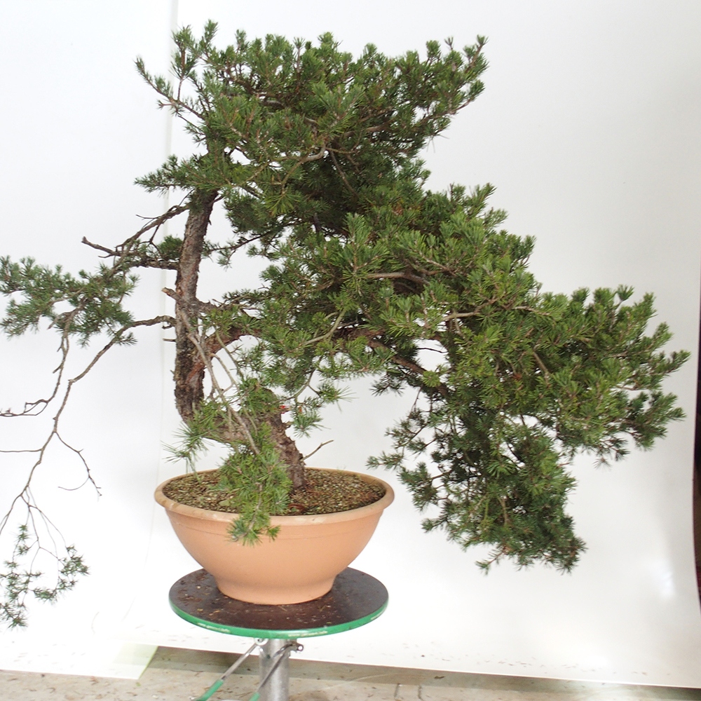 Yamadori - Pinus sylvestris Spanje
