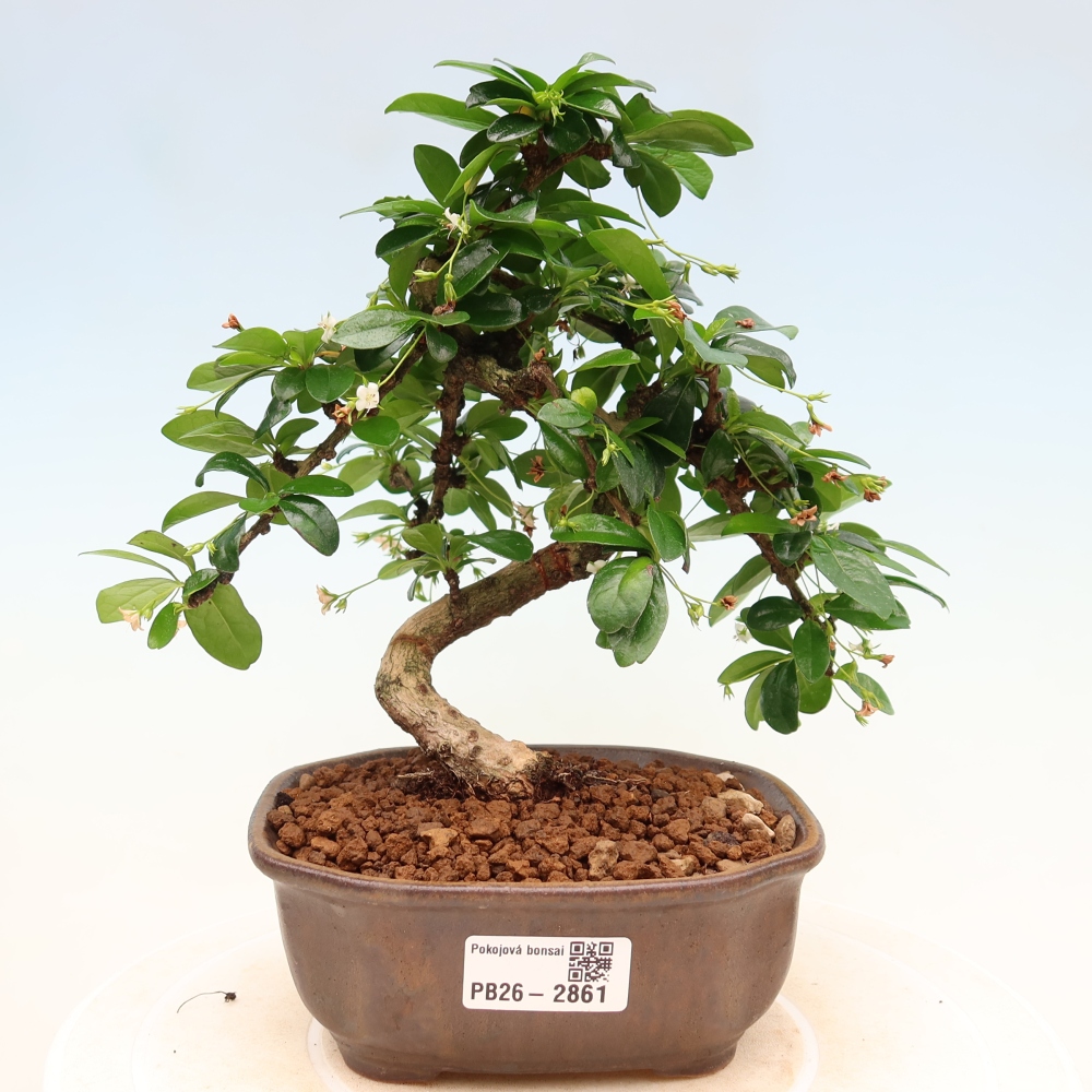 Kamerbonsai - Carmona macrophylla - Thee fuki