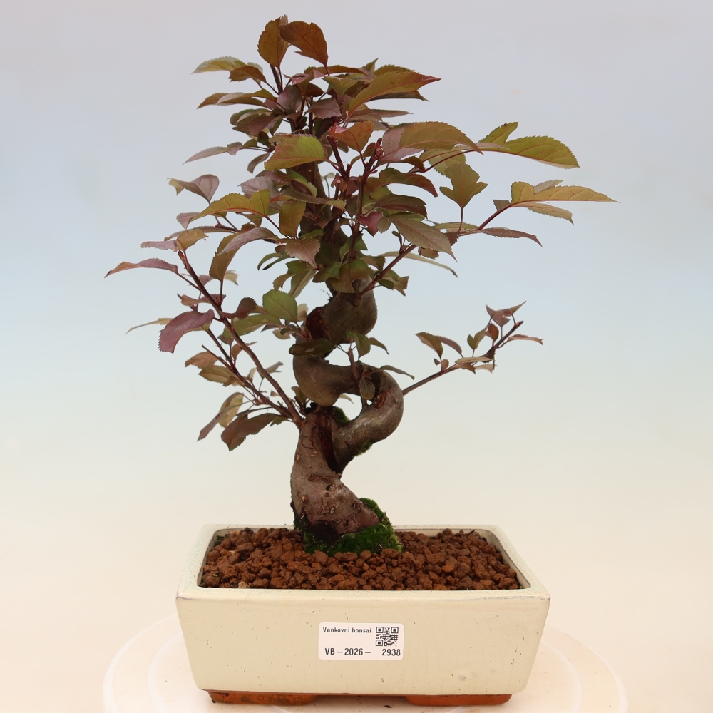 Bonsai voor buiten -Malus domestica - Roodbladige appelboom met kleine vruchten