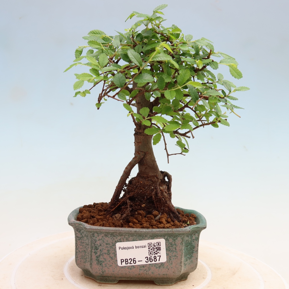 Kamerbonsai - Ulmus parvifolia - Winteriep