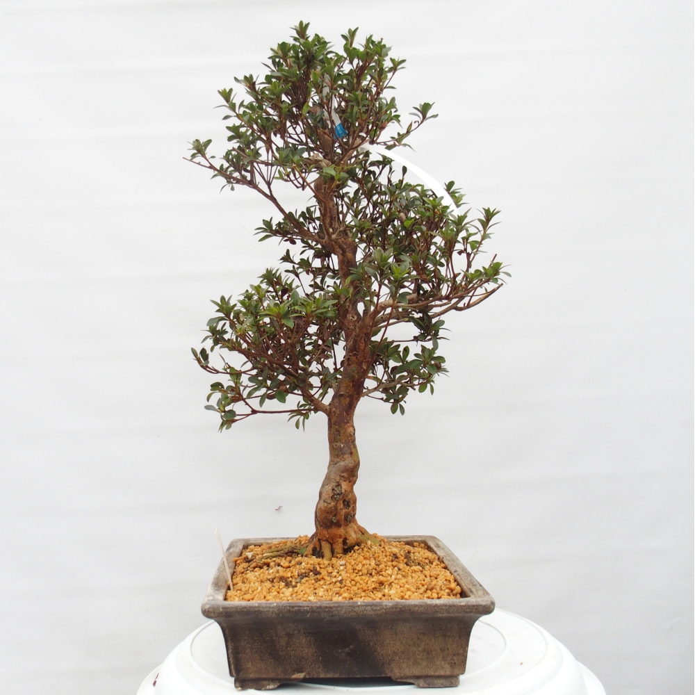 Bonsai voor buiten - Japanse Azalea - Azalea Hanatsuzuri