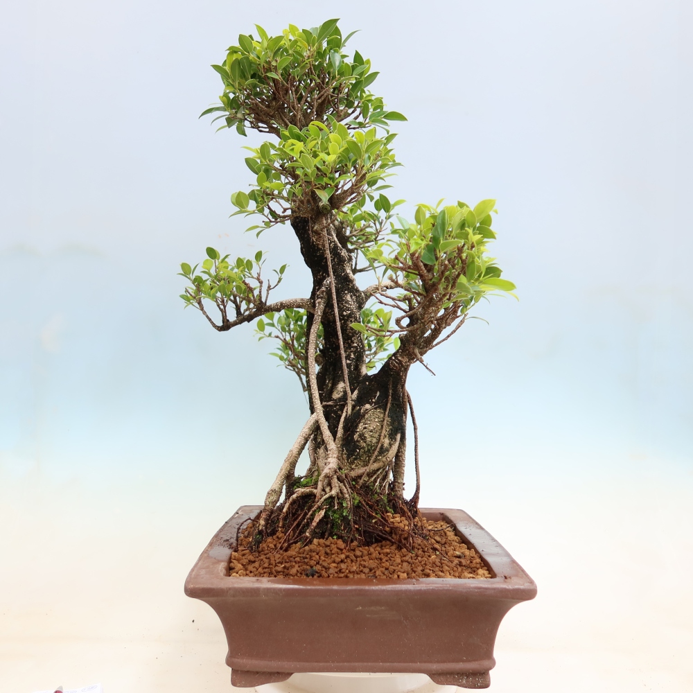 Kamerbonsai - Ficus kimmen - kleinbladige ficus