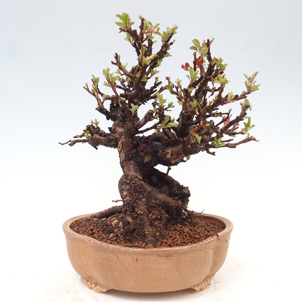 Bonsai voor buiten - Chaneomeles speciosa - Kweepeer