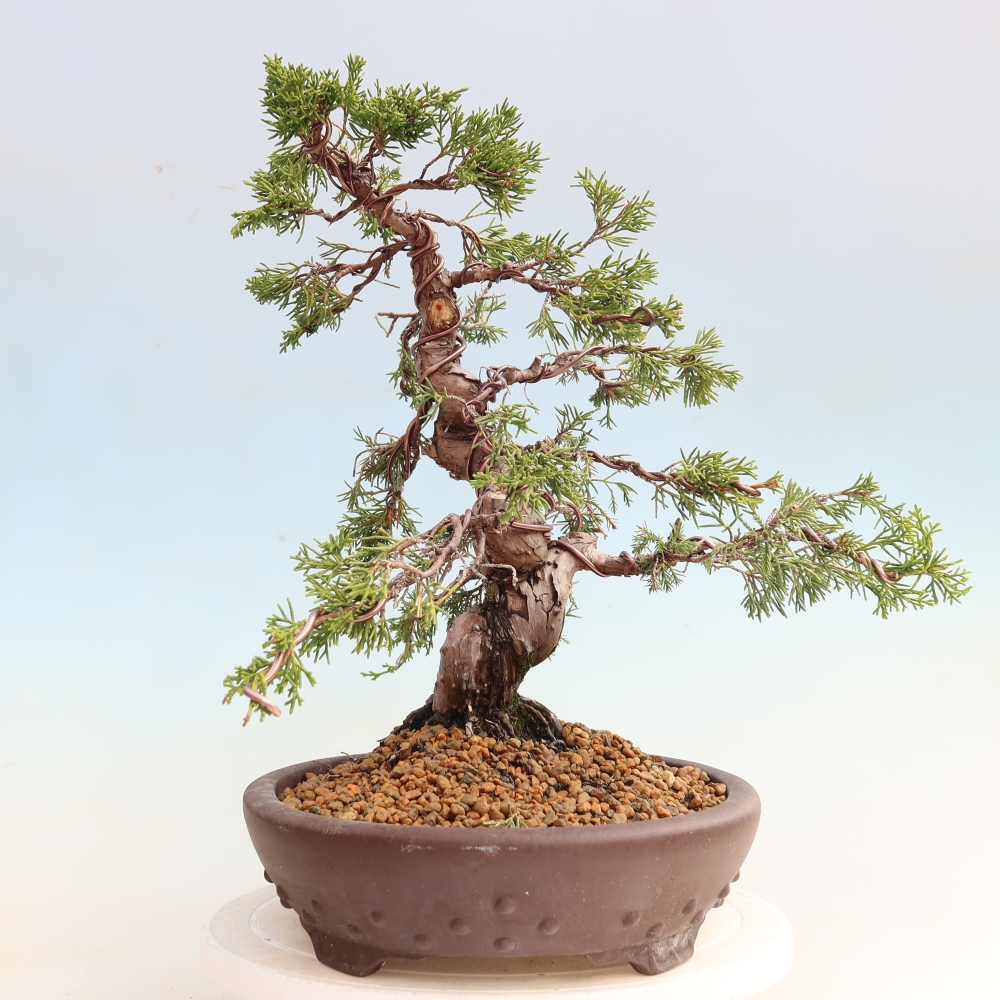 Bonsai voor buiten - Juniperus chinensis Itoigawa-Juniperus chinensis