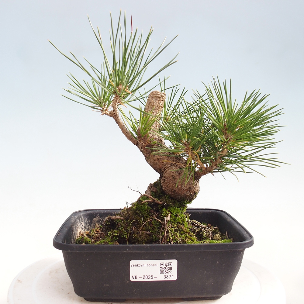 Bonsai voor buiten - Pinus thunbergii - Thunberg den