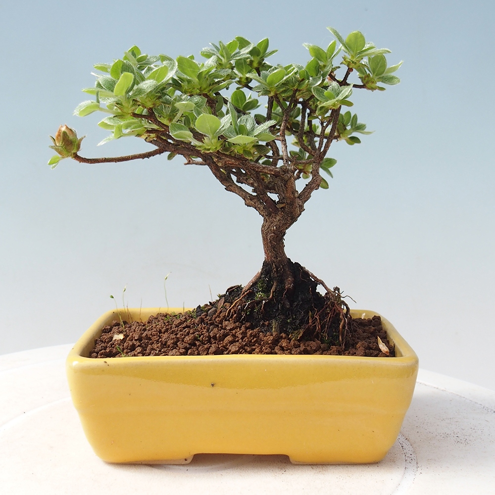 Bonsai voor buiten - Rhododendron indicum - Japanse azalea