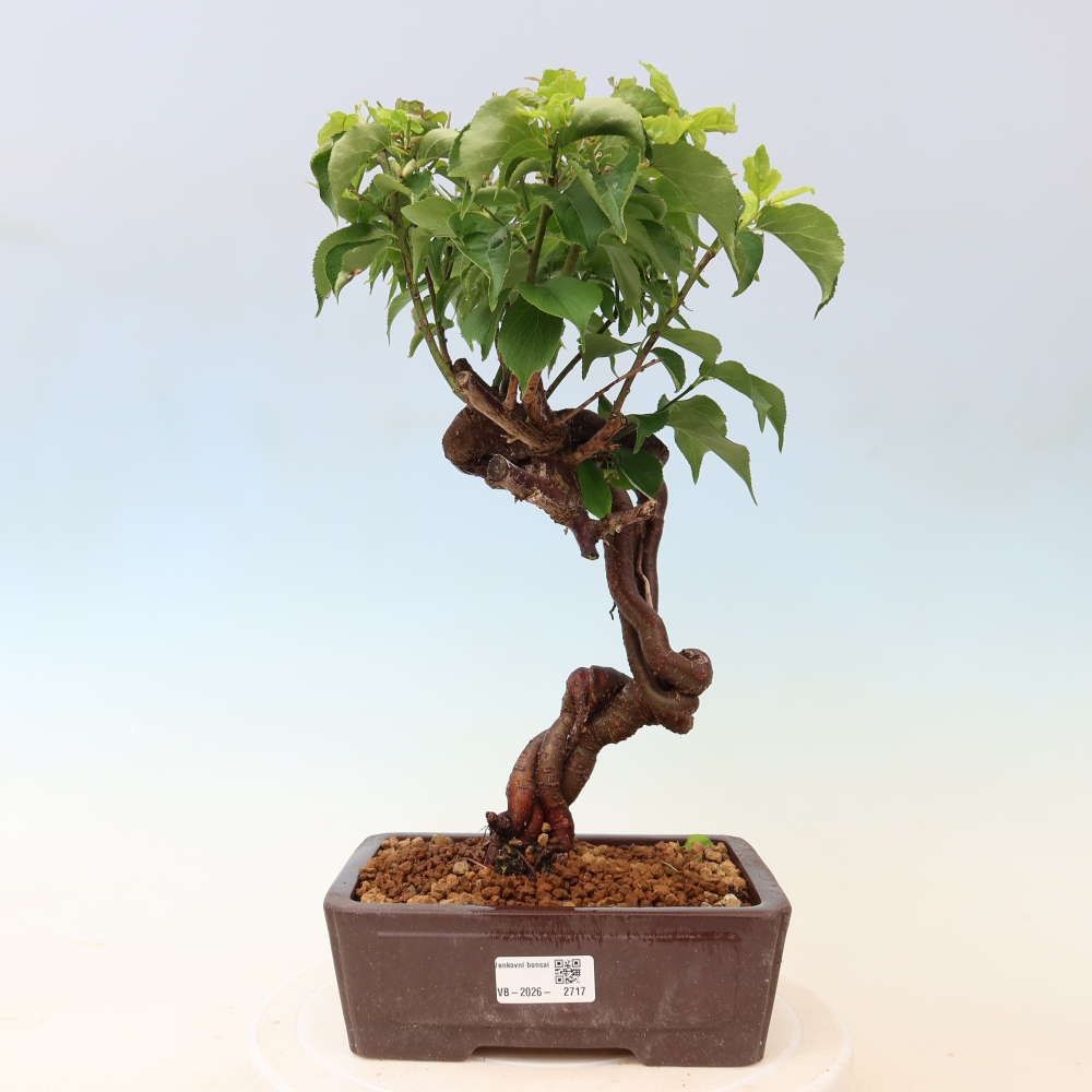 Bonsai voor buiten – Japanse abrikoos – Prunus Mume