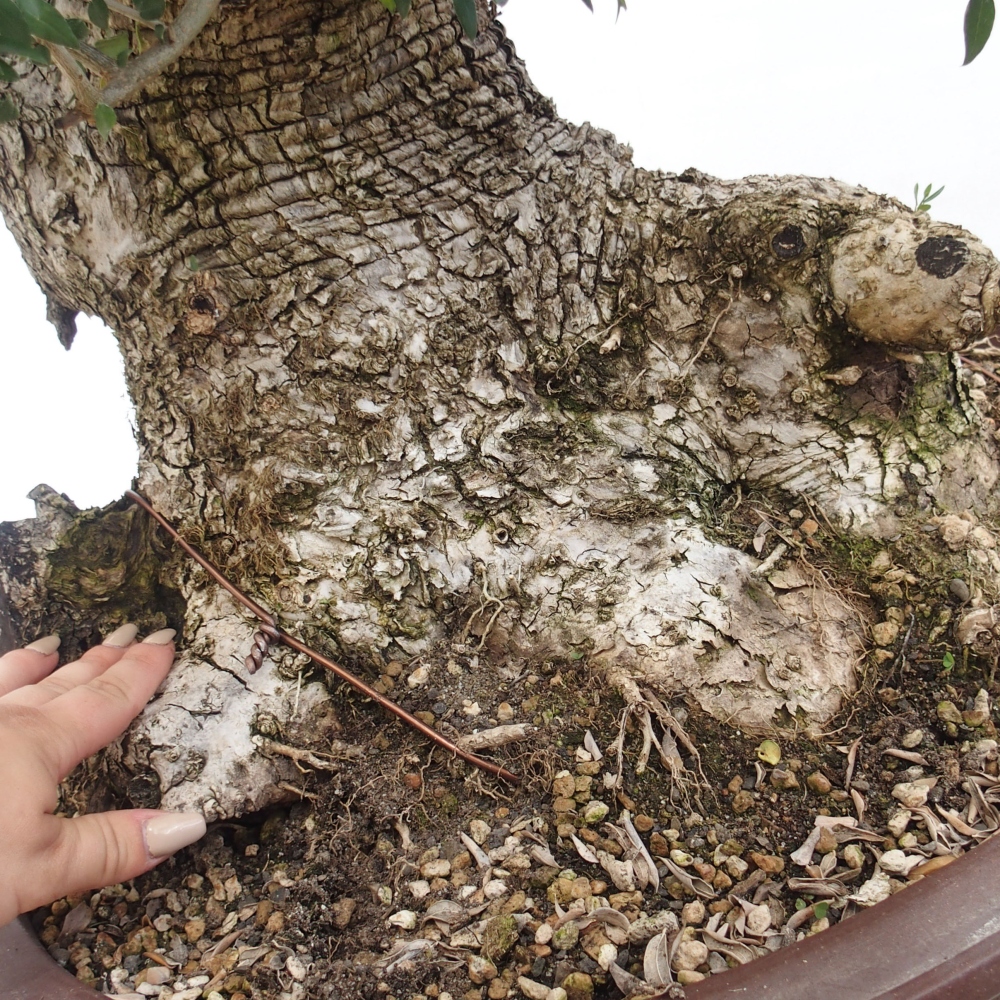Bonsai voor binnen - Olea europaea sylvestris