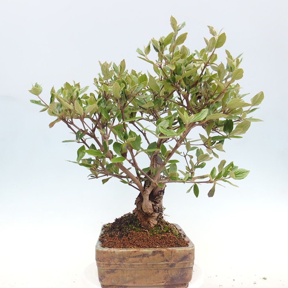 Bonsai voor buiten - Kalina Bodnanská - Viburum carlesii hemsi