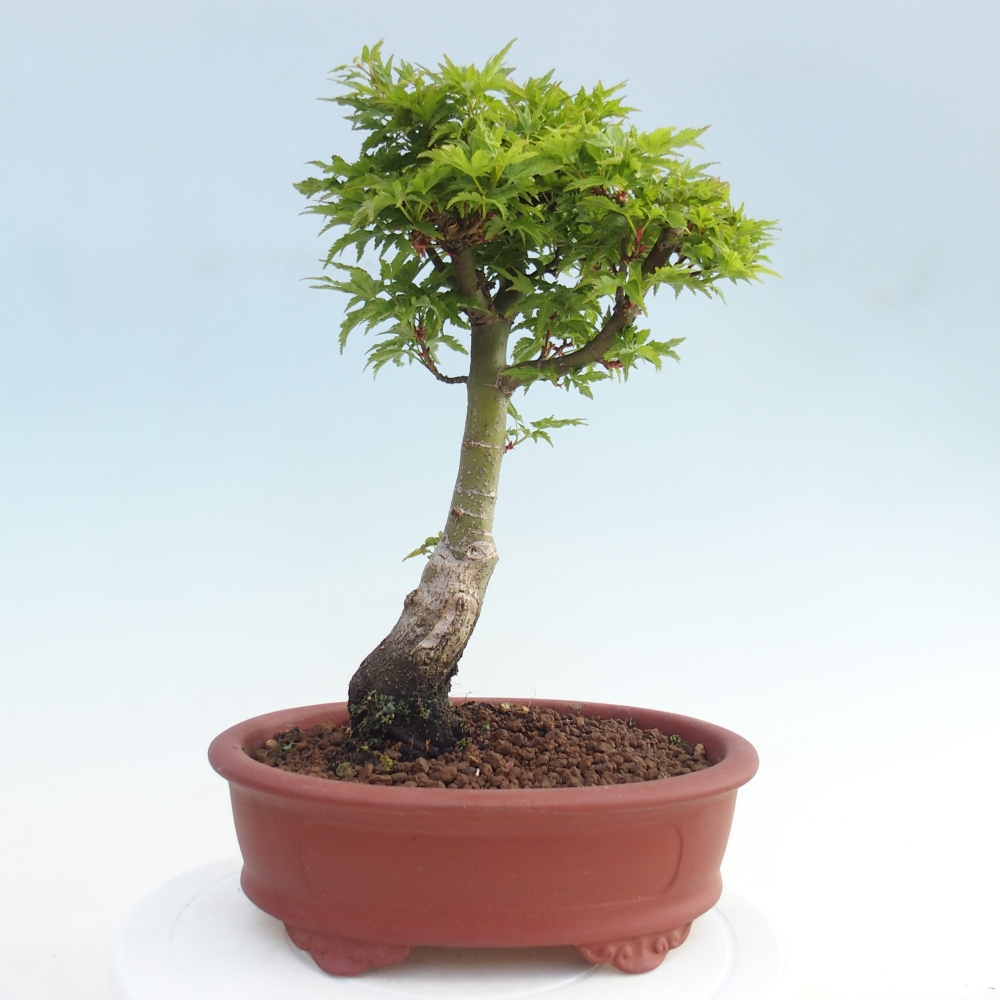 Bonsai voor buiten -Javor palm Acer palmatum Shishigashira