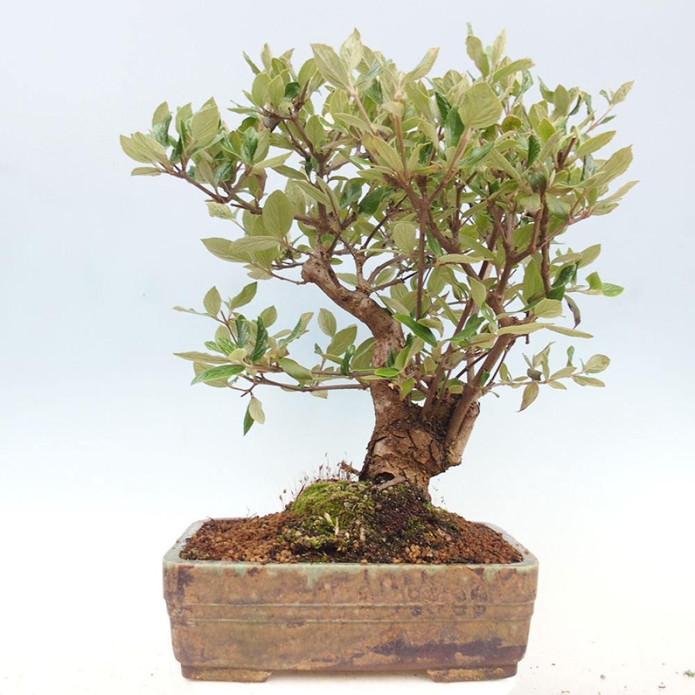 Bonsai voor buiten - Kalina Bodnanská - Viburum carlesii hemsi