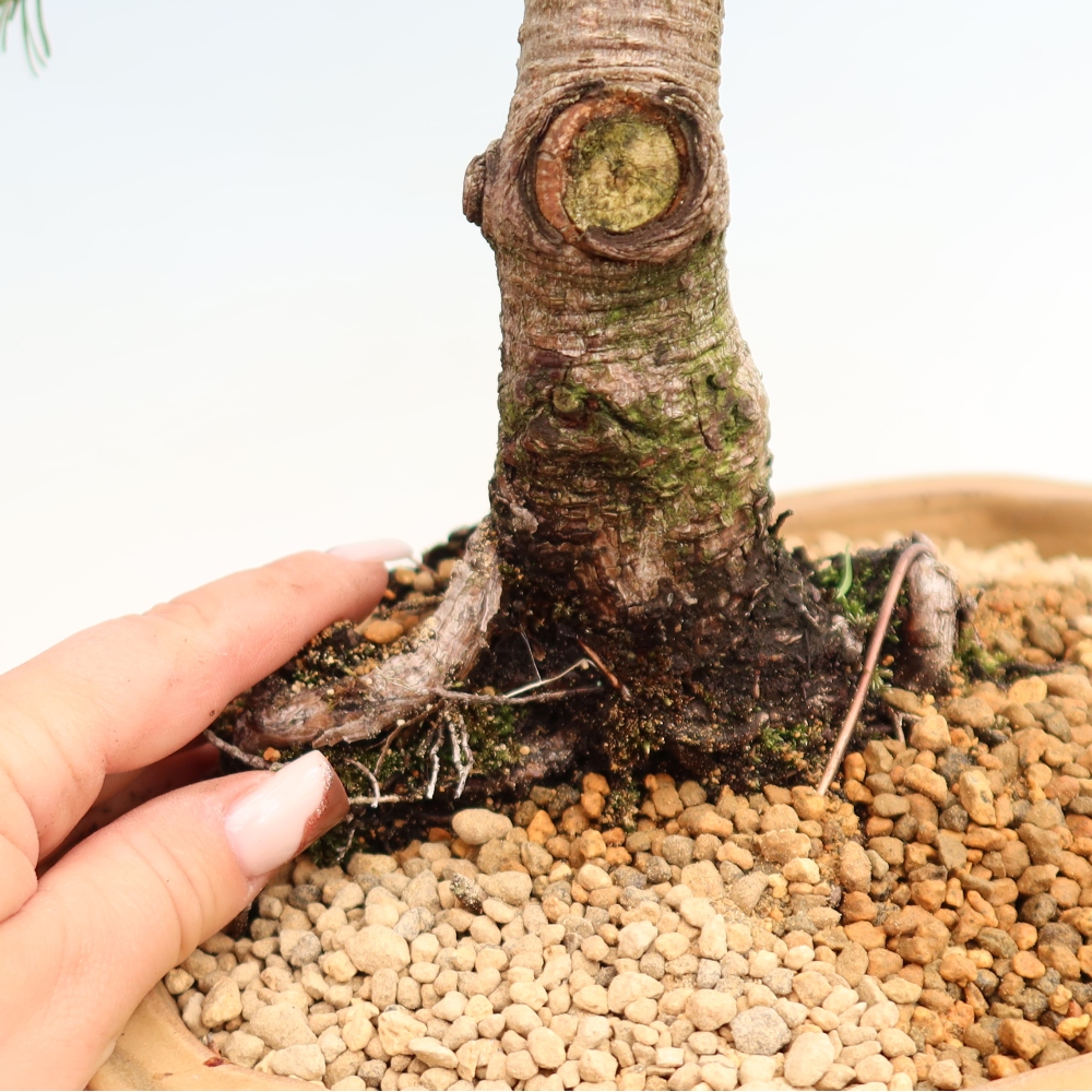 Bonsai voor buiten - Pinus mugo Humpy  - Bergden