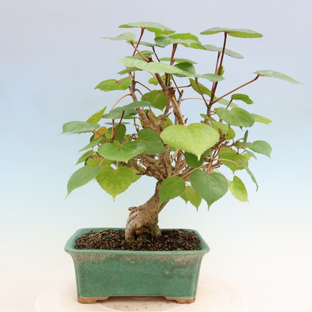 Bonsai voor binnen - Hibiscus tiliaceus - Zee Hibiscus