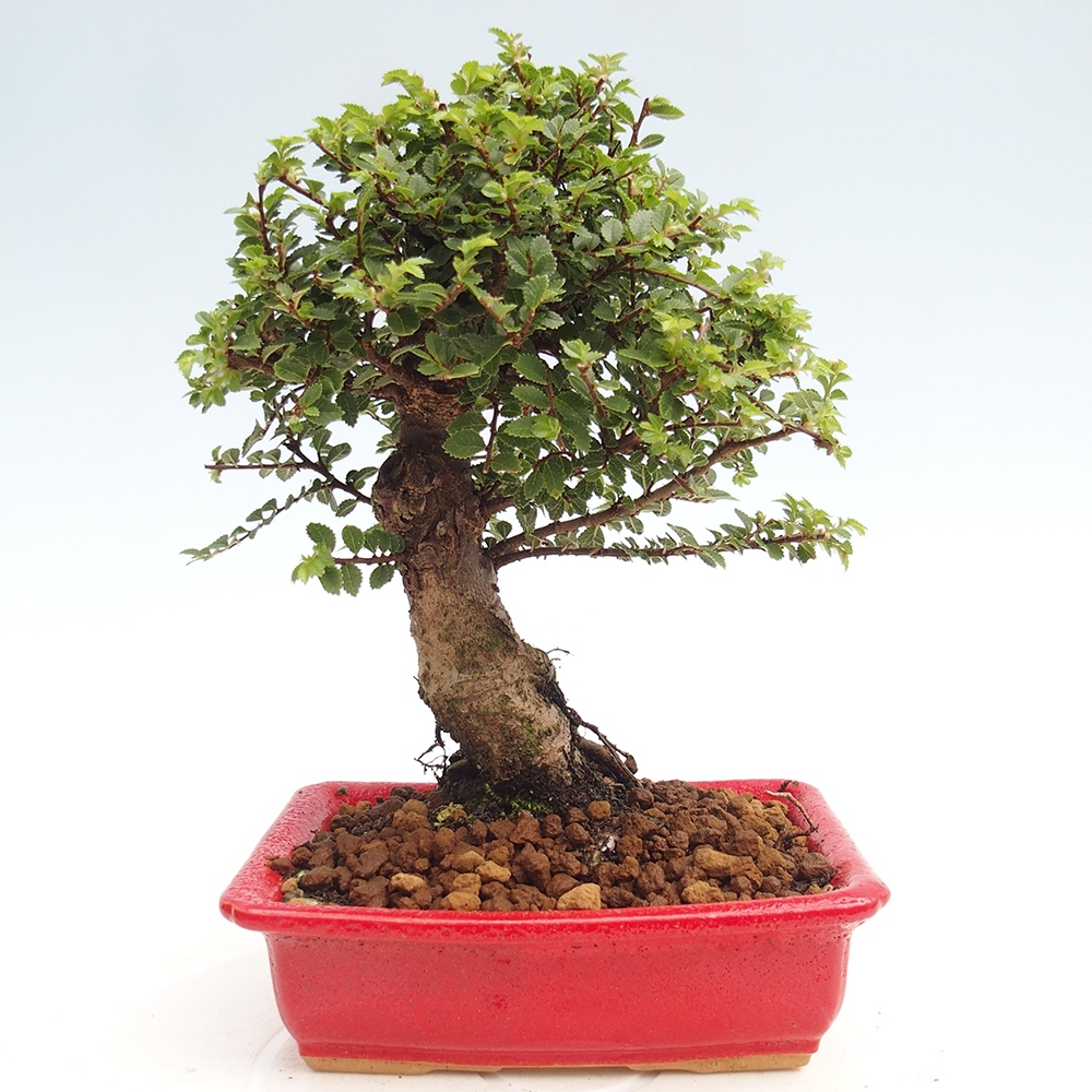Bonsai voor buiten - Ulmus parvifolia Hokkaido - Chinese iep