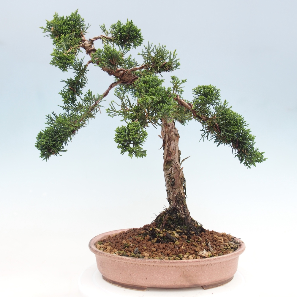 Bonsai voor buiten - Juniperus chinensis Kishu