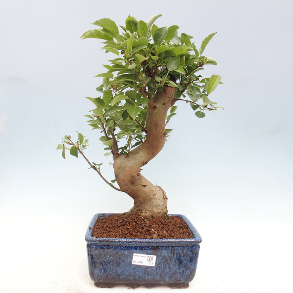 Bonsai voor buiten -Malus halliana - Appelboom met kleine vruchten