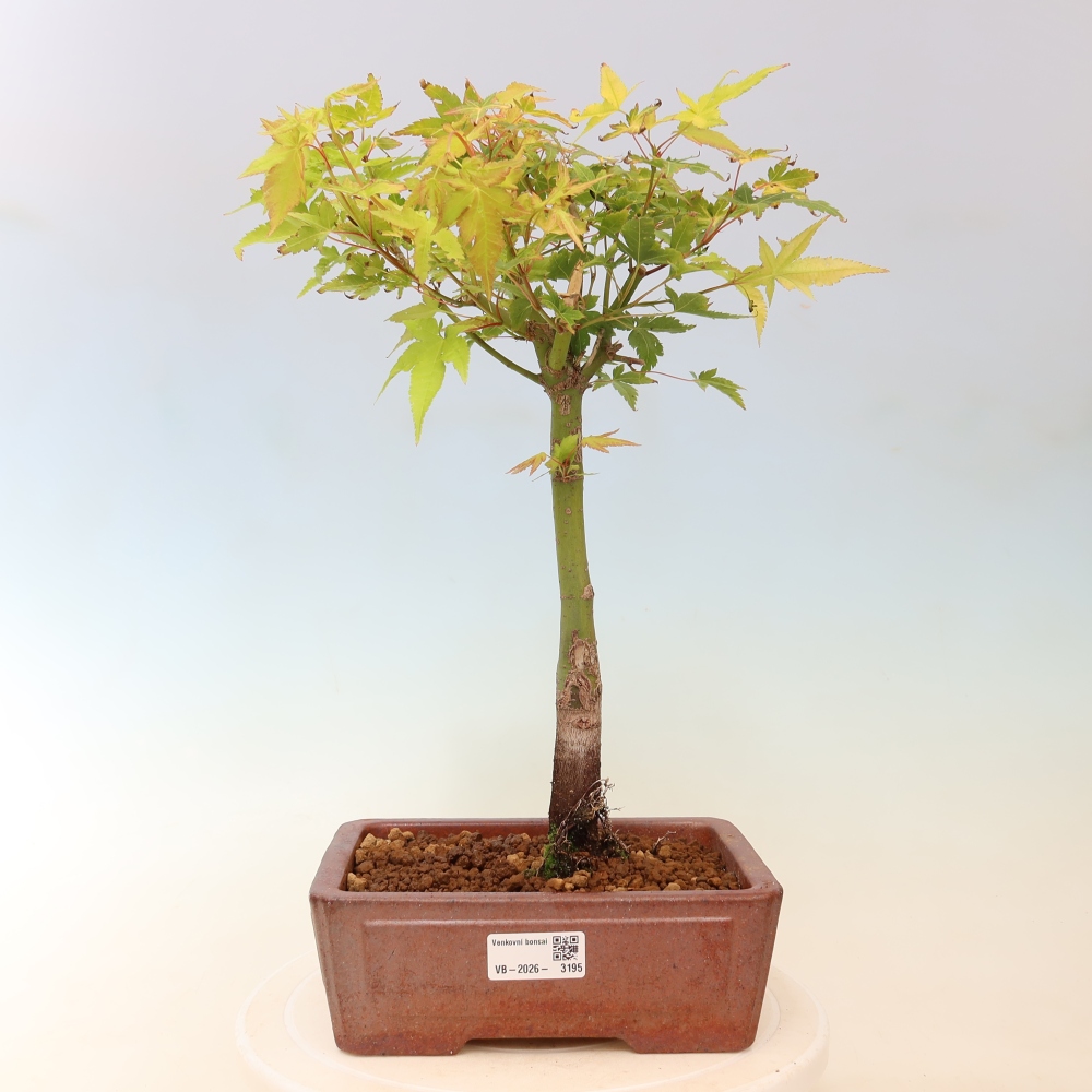 Acer palmatum Aureum - Gewone esdoorn