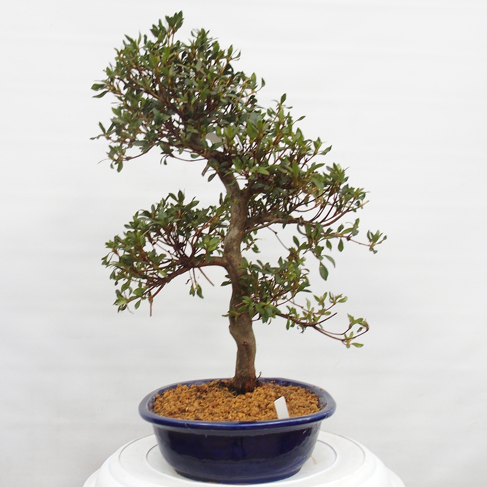 Bonsai voor buiten - Japanse azalea - Azalea CHIHIRO