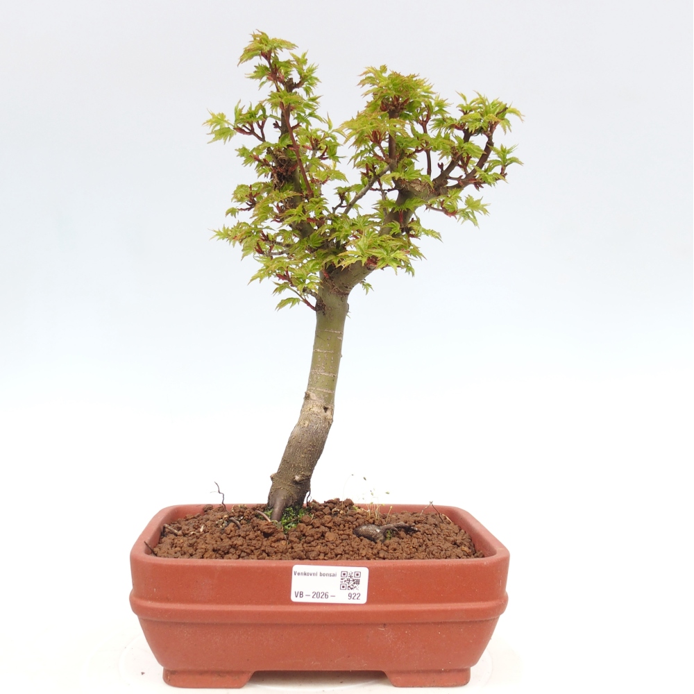 Bonsai voor buiten -Javor palm Acer palmatum Shishigashira