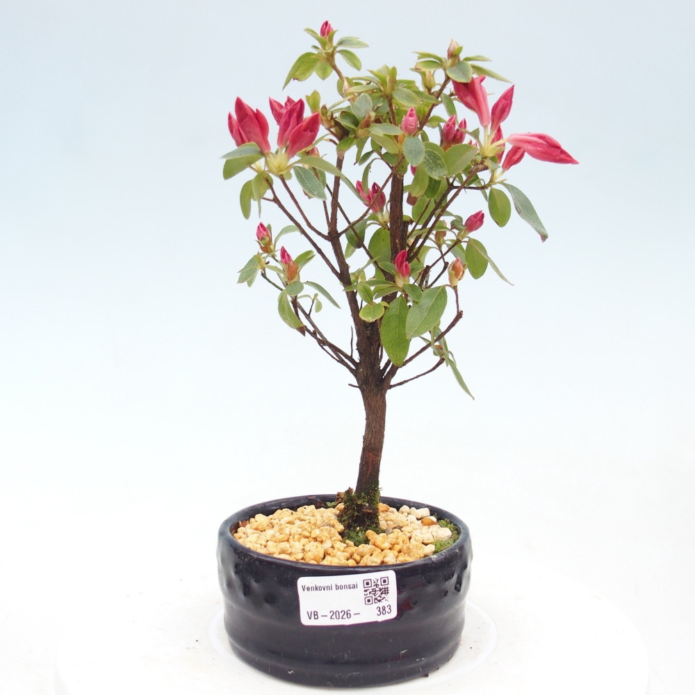 Bonsai voor buiten - Japanse azalea - Azalea sp.