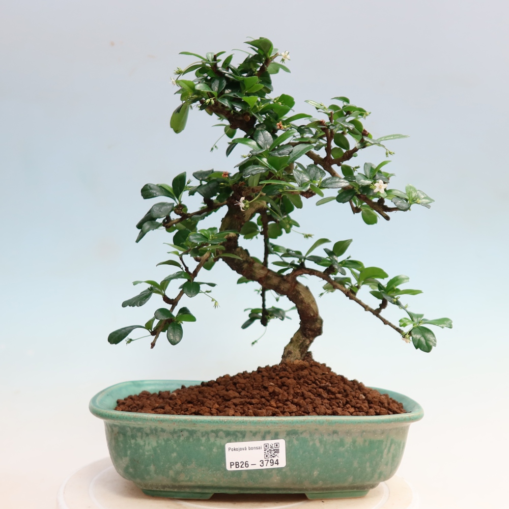 Kamerbonsai - Carmona macrophylla - Thee fuki