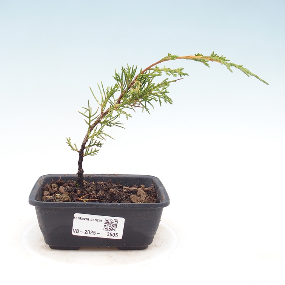 Bonsai voor buiten - Juniperus chinensis Itoigawa