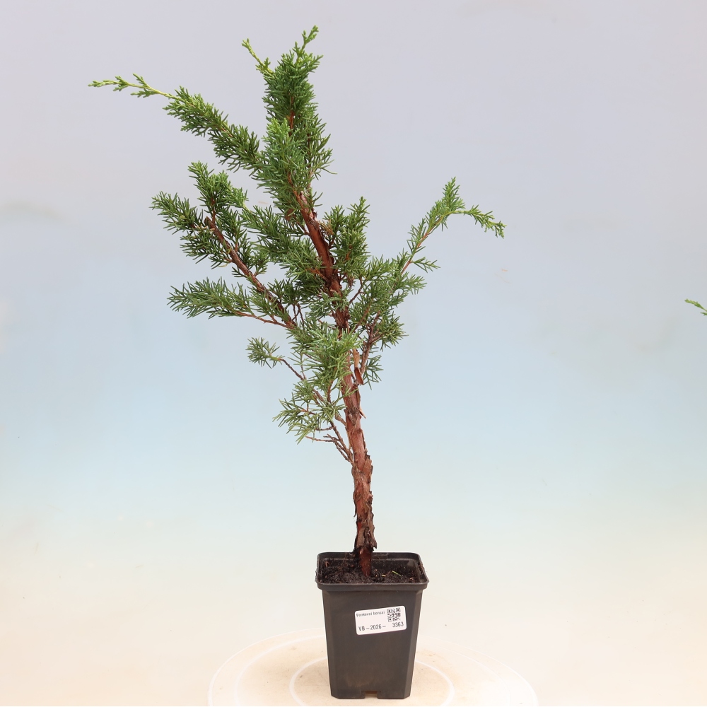 Bonsai voor buiten - Juniperus chinensis Kishu