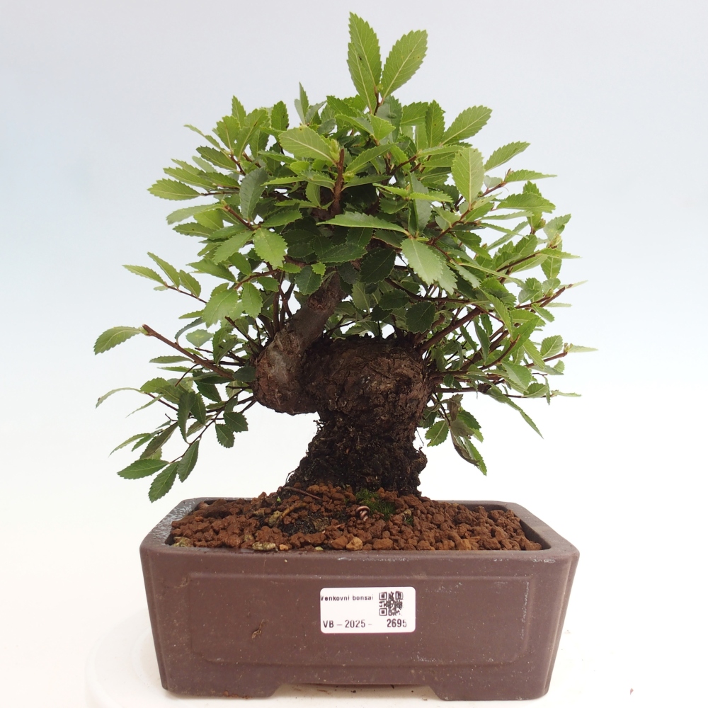 Bonsai voor buiten - Zelkova - Zelkova NIRE