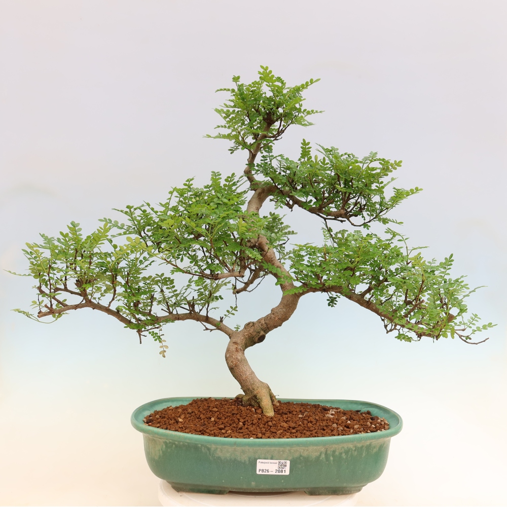 Kamerbonsai - Zantoxylum piperitum - peperboom