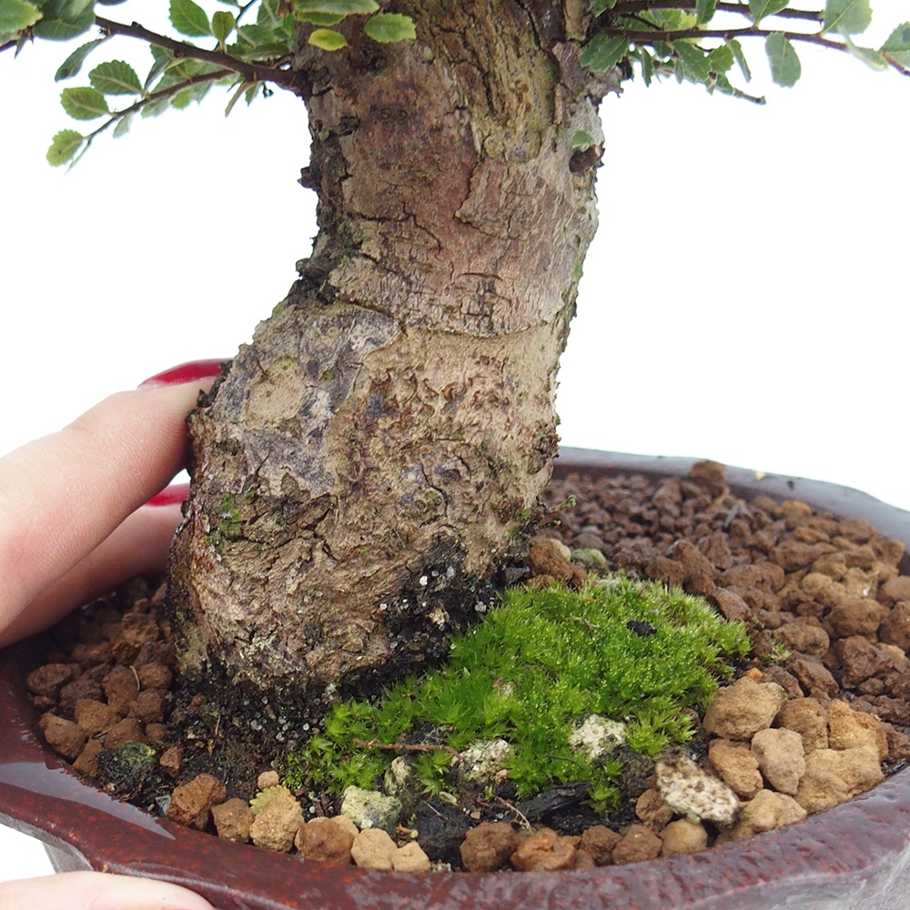 Bonsai voor buiten - Ulmus parvifolia Hokkaido - Chinese iep