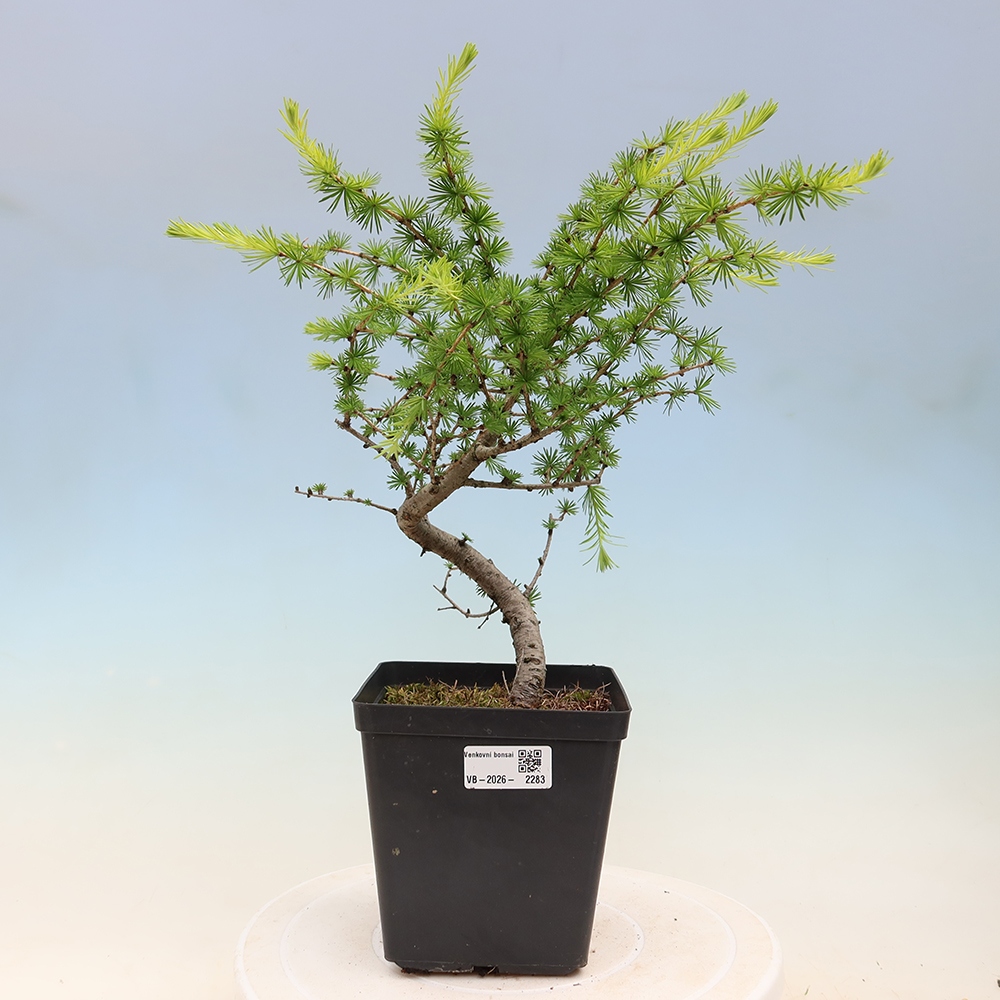 Bonsai voor buiten -Larix decidua - Lariks