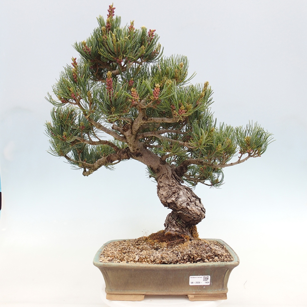 Bonsai voor buiten - Pinus parviflora - Pinus parviflora