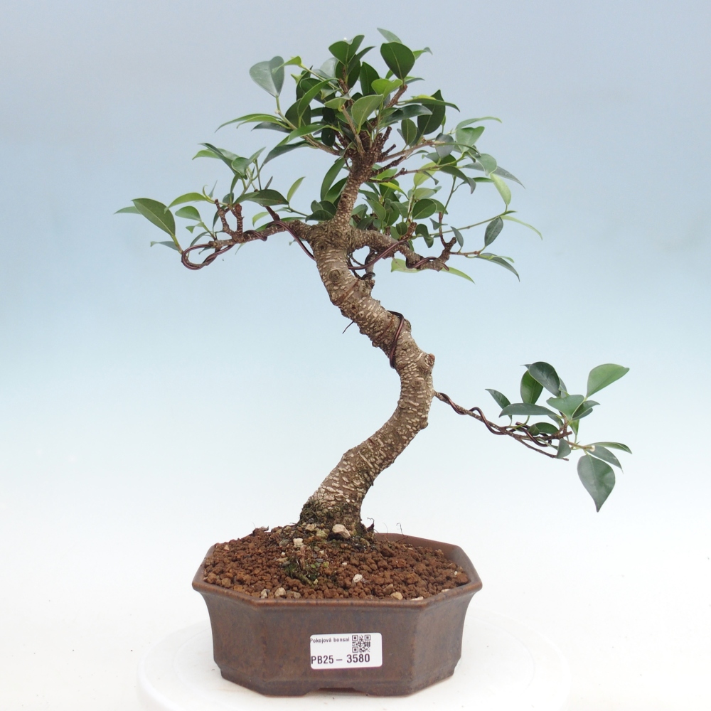 Kamerbonsai - Ficus retusa - kleinbladige ficus