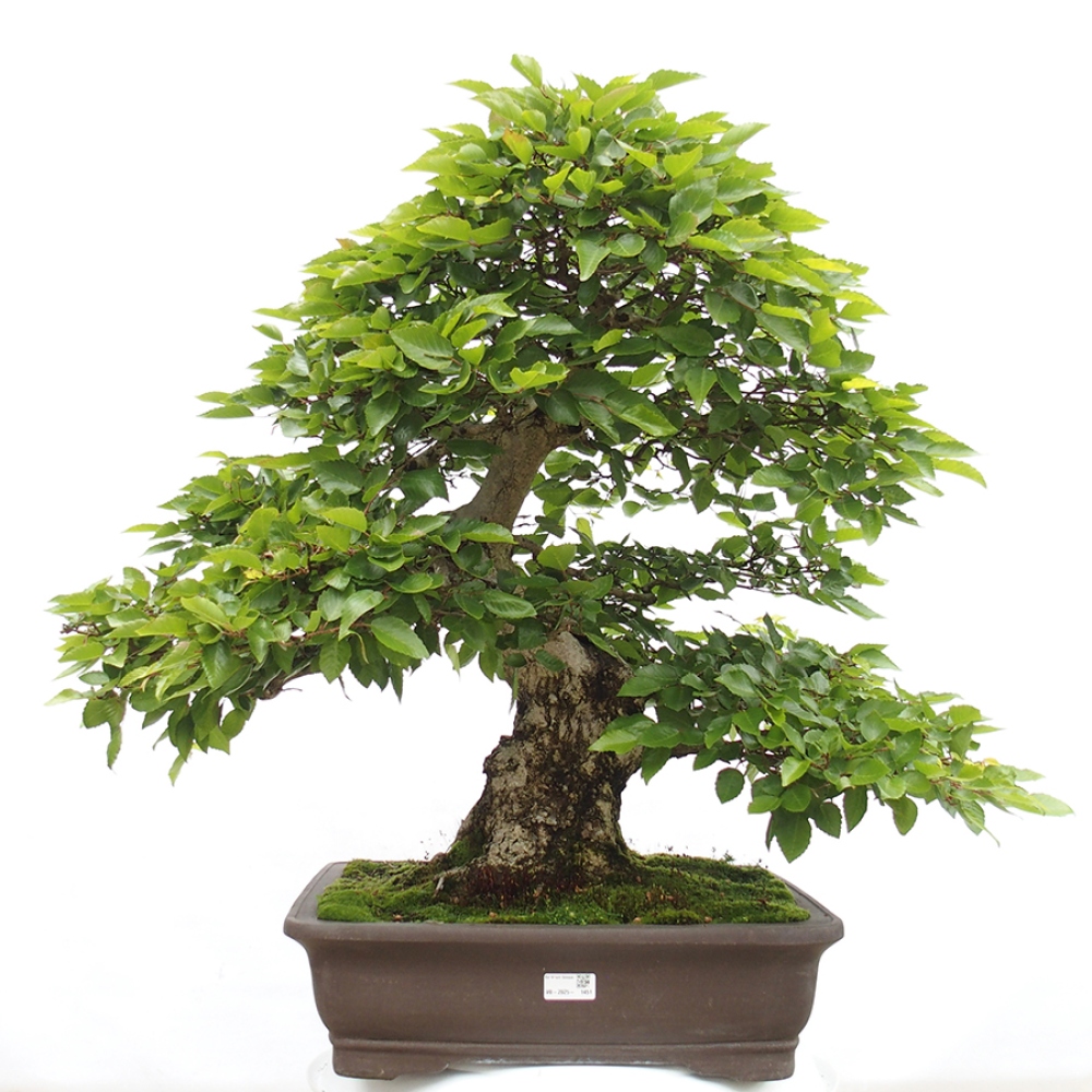 Bonsai voor buiten -Carpinus CARPINOIDES - Koreaanse haagbeuk