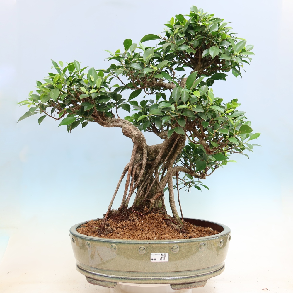 Kamerbonsai - Ficus kimmen - kleinbladige ficus