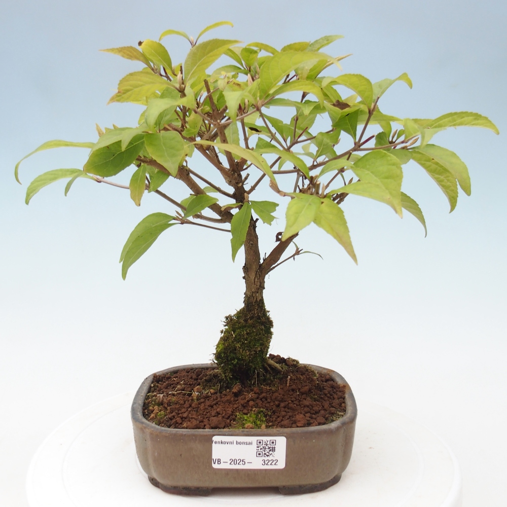 Bonsai voor buiten - Callicarpa japonica