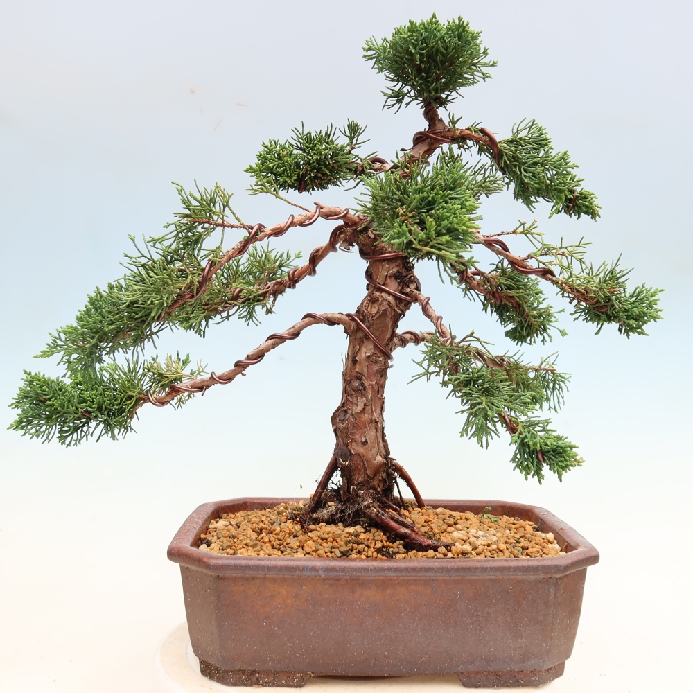 Bonsai voor buiten - Juniperus chinensis Kishu