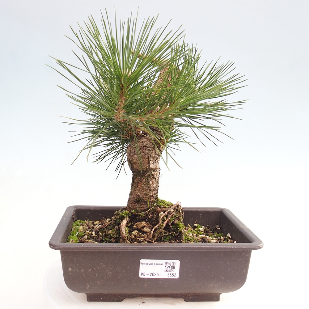 Bonsai voor buiten - Pinus thunbergii - Thunberg den