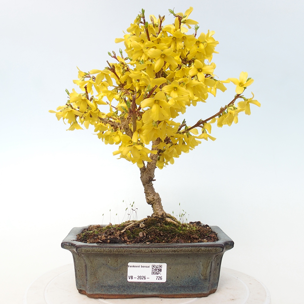Bonsai voor buiten - Zlatice - Forsythia intermedia