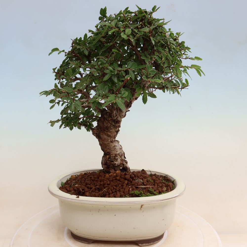 Bonsai voor buiten - Zelkova - Zelkova NIRE