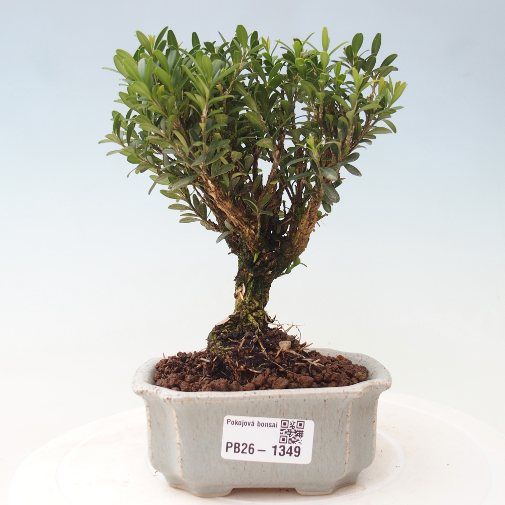 Kamerbonsai - Buxus harlandii - kurk buxus