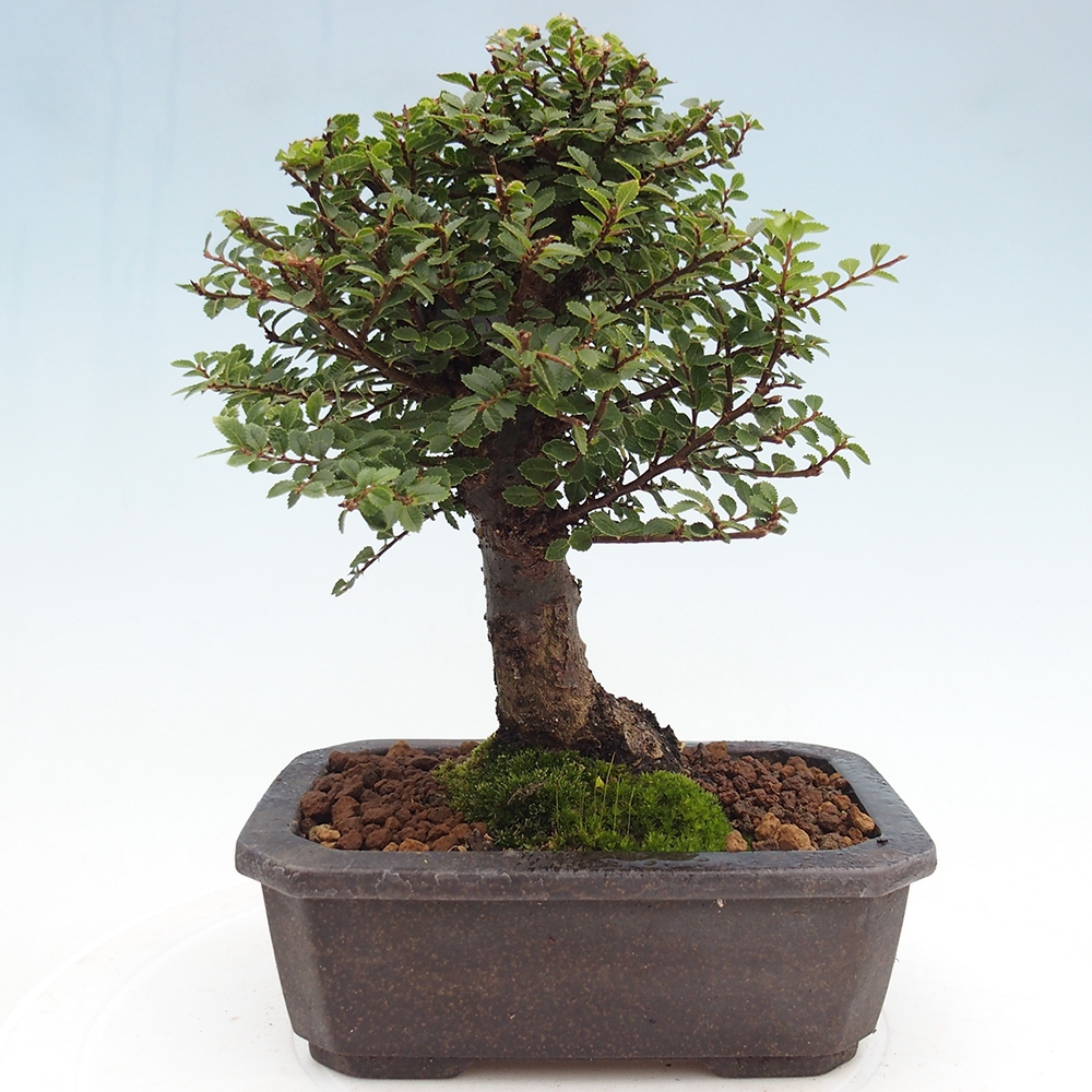 Bonsai voor buiten - Ulmus parvifolia Hokkaido - Chinese iep